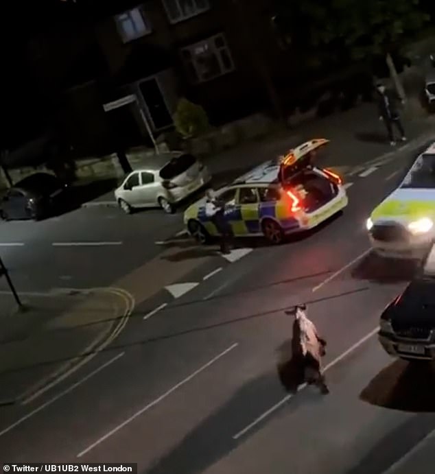 On Friday, a police car was caught hitting a cow in the middle of the street