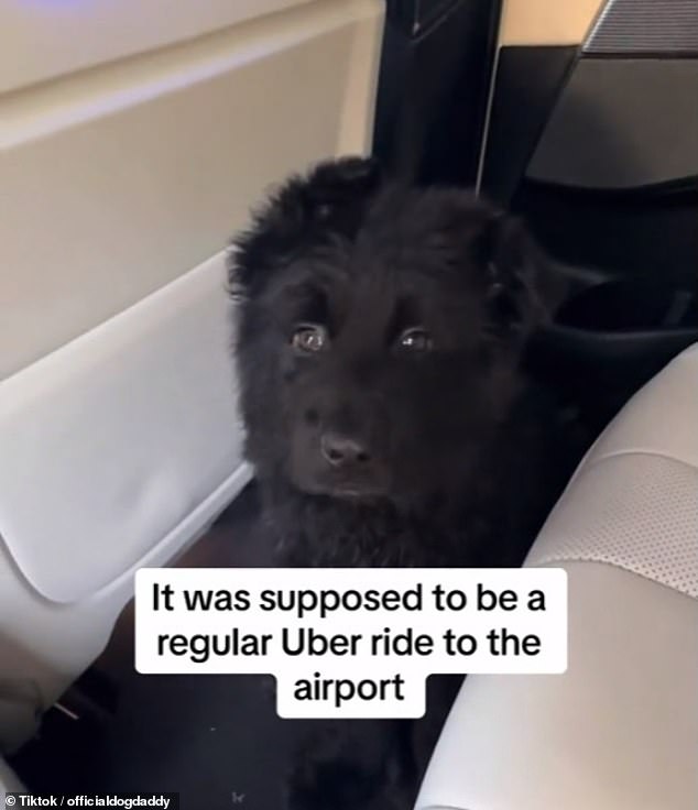 In a recent clip, the dog trainer said that since finding the puppy, the previous owner had reached out wanting the dog back