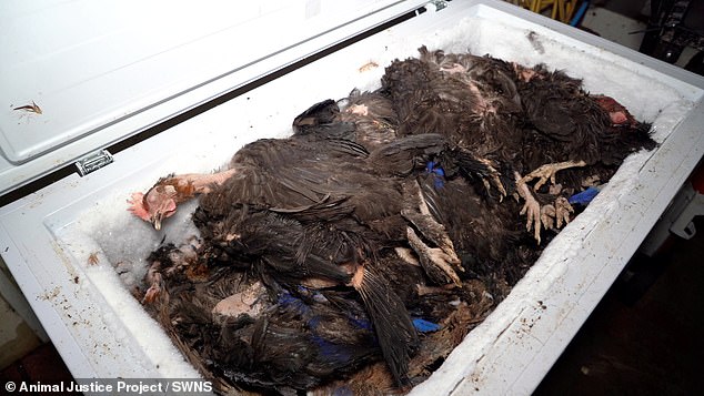 In some cases, the horrific conditions caused the chickens to become distressed, causing them to lose feathers and exhibit behaviors towards each other, including bullying, aggressive pecking and even cannibalism.  Pictured is a freezer full of dead chicken carcasses on the farm in Powys