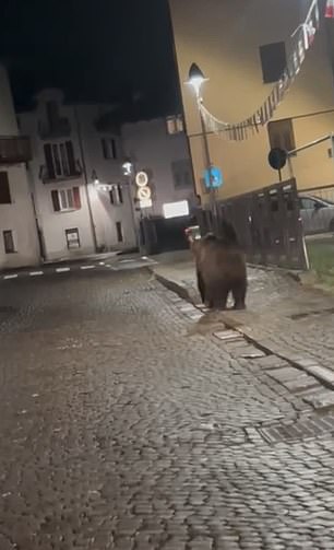 A bear was caught wandering the streets of a town in the Dolomites