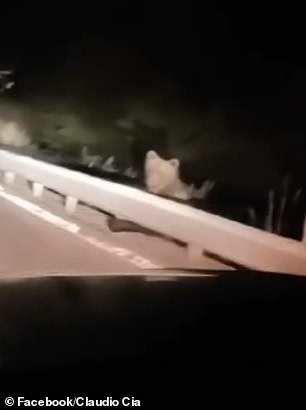 A bear is seen on a four-lane highway near town