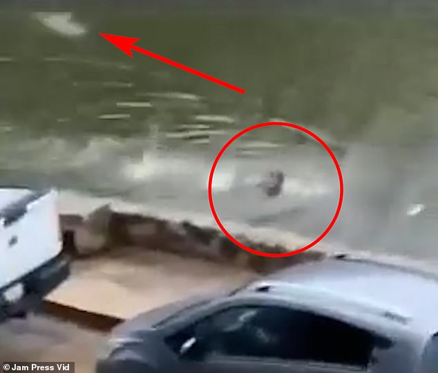 Once he noticed the creature was in the water (pictured), the man quickly tried to swim to safety