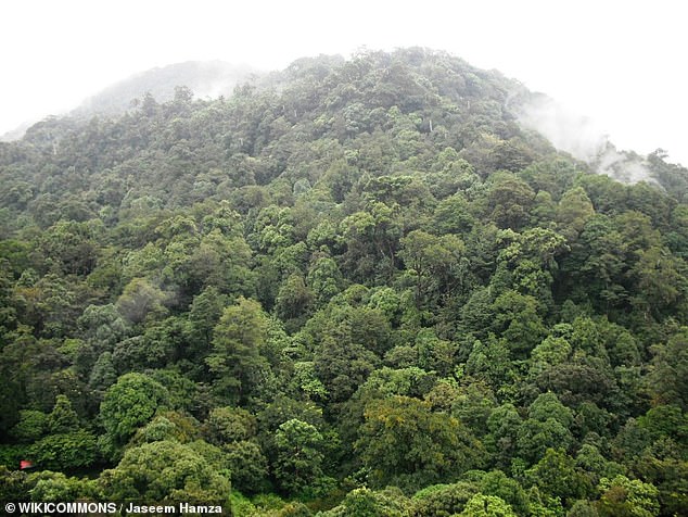 Above is an example of India's evergreen forests in the region where the new gecko species was found.  This mist-shrouded forest is located in the Silent Valley National Park - one of India's last undisturbed stretches of the southwestern Ghats with its high-altitude tropical evergreen forests