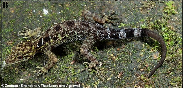 One male specimen of the Valparai dwarf gecko (pictured above) had a dull brown portion of the tail where the appendage had been cut off and regenerated