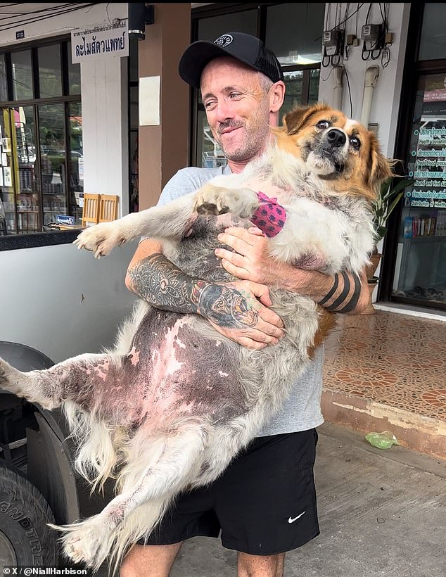 Niall Harbison, the owner of Happy Doggo, found a 100-pound shepherd named Cindy Crawford in the middle of a street in Thailand a year ago