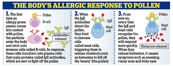 The image explains how you get an allergic reaction, such as sneezing and coughing, due to pollen