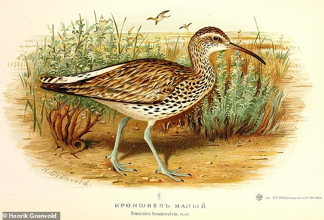 The thin-billed curlew has not been seen anywhere since 2004.  Pictured, artist's impression by Danish naturalist Henrik Grønvold