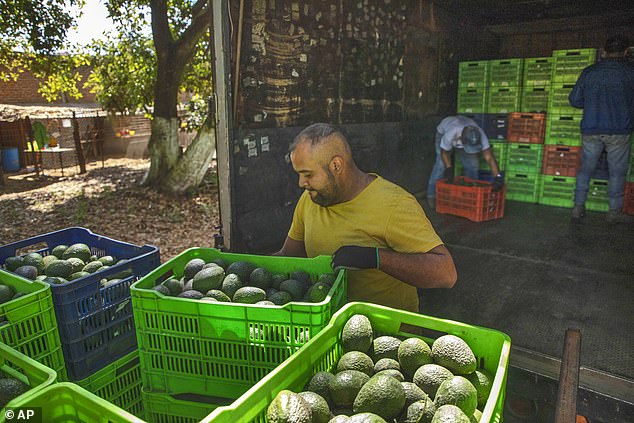 A man works in an avocado orchard in Santa Ana Zirosto, a city in the state of Michoacán in western Mexico – the only state allowed to export avocados to the United States