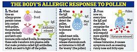 The graph explains how you get an allergic reaction, such as sneezing and coughing, from pollen