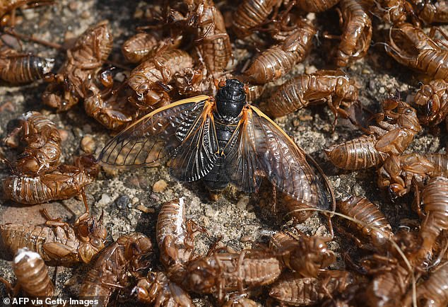 Alternative insect proteins, including grasshoppers, locusts and crickets, can be part of our daily diet, either as a snack or as the protein element of a main meal (photo, crickets in file photo)