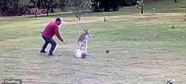 The toddler's father rushed to help and threw an object at the marsupial