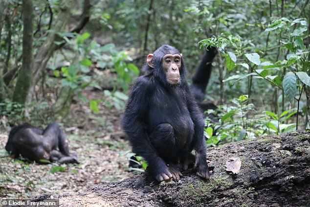 Researchers observed a community of 51 chimpanzees in Uganda's Budongo Central Forest Reserve (pictured) to see which plants they would eat if they were sick