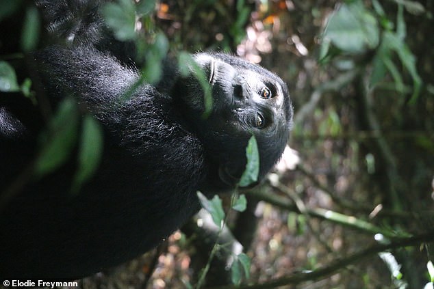 The researchers say it is not clear how the chimpanzees learn to eat the plants.  However, they note that some of the more complex behavior is likely socially learned rather than instinctual