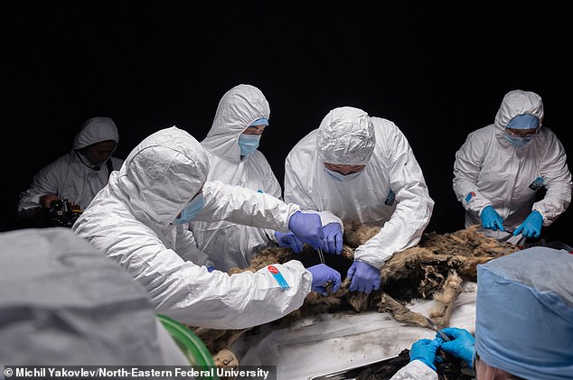 It was taken to the Mammoth Museum Laboratory of Northeast Federal University in Yakutsk, where it underwent an autopsy.