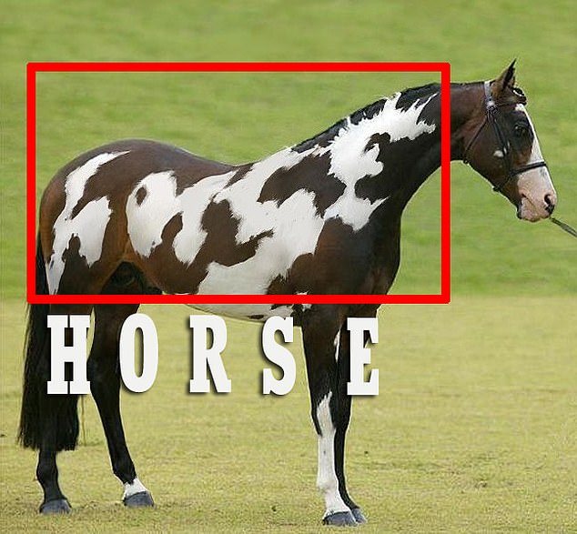 The optical illusion is tricky because instead of looking for an image of a horse, viewers have to look for letters in the white parts of the animal's coat.