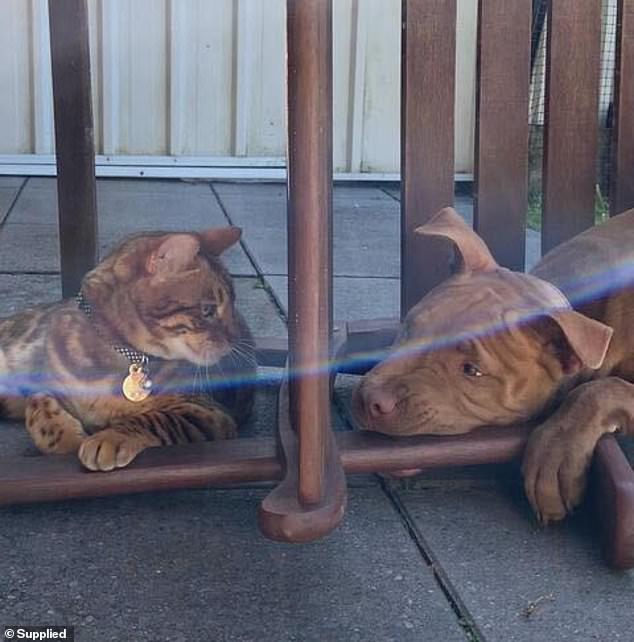 Haukie (left) and Oliva's dog, Malibu (right), were very good companions