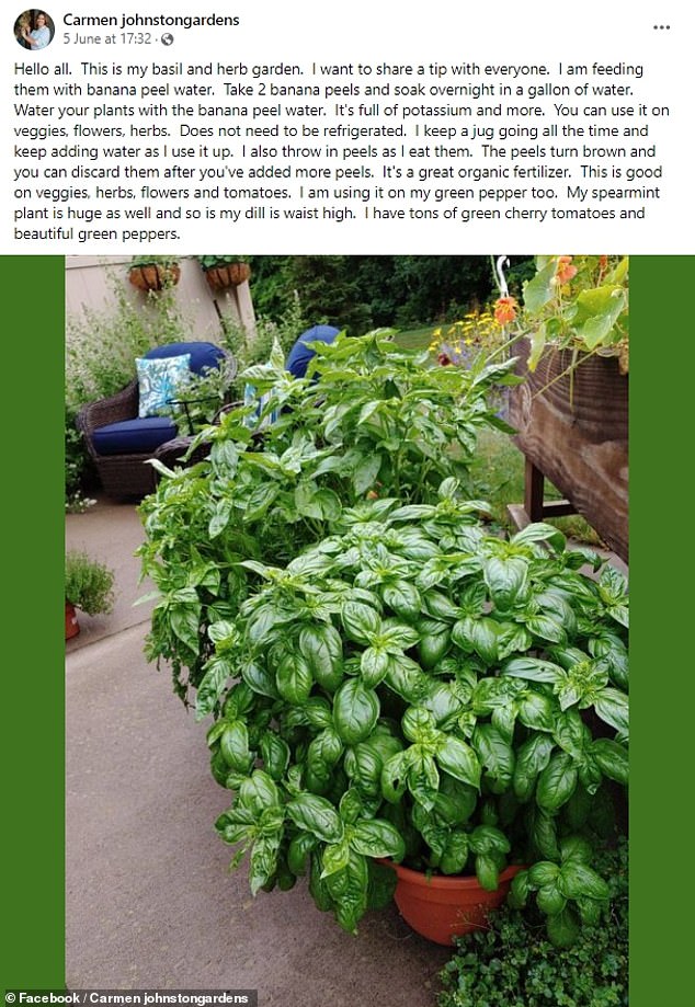 Carmen recently shared her unique gardening hack on social media, highlighting its effectiveness in encouraging the growth of herbs, flowers, vegetables and tomatoes