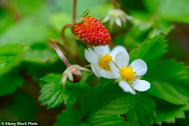 Wild strawberries can 'learn' to associate light with feeding sites