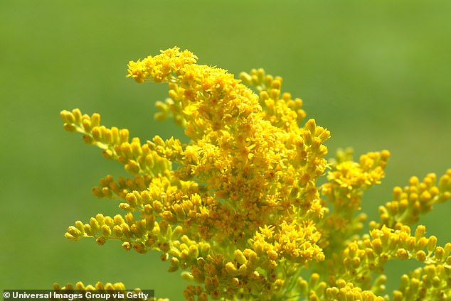 A recent study at Cornell University found that goldenrod releases a chemical when eaten by beetles, which tricks the insects into thinking the goldenrod is damaged and is a poor food source.  Goldenrods nearby do the same.