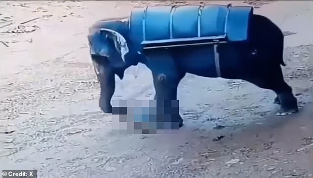 1719188303 996 Shocking moment elephant stamps its trainer to death after being