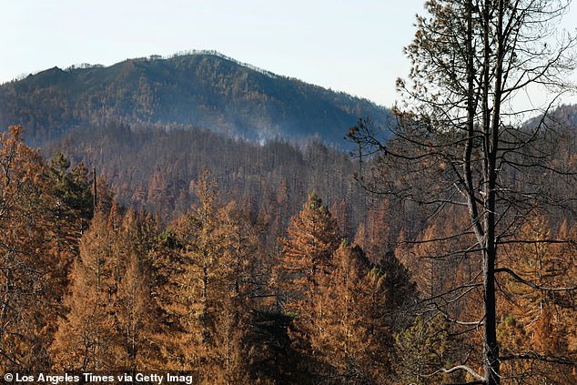 Big Basin Redwoods State Park was hit by a wildfire in August that burned about 97 percent of the parks (18,224 acres)