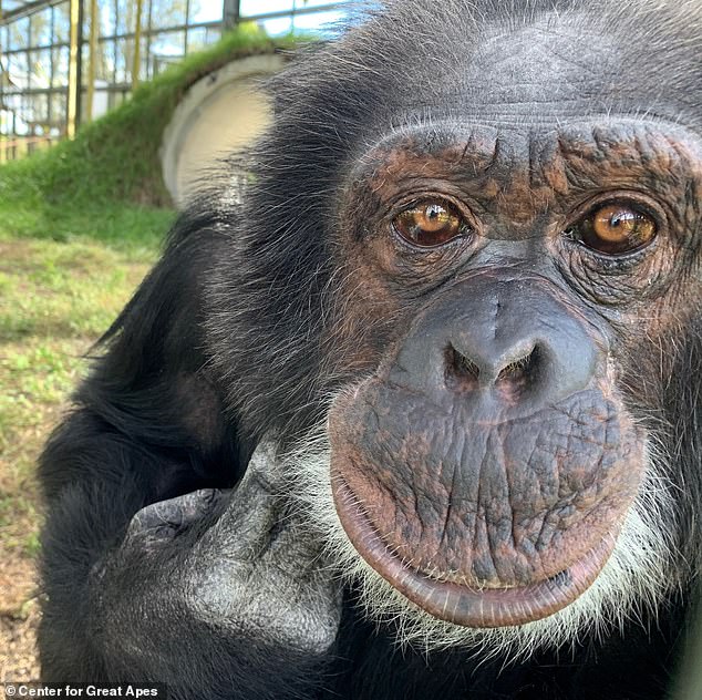 The famous primate is enjoying a fun life at the Center for Great Apes in Wauchula, Florida, according to a Monday report from TMZ that came just days after the late singer's 22-year-old son, Bigi, was spotted on a rare outing;  Bubbles was recently pictured