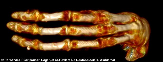 The width of the bones in the wrist, the palm, and the bases of the three fingers have all transitioned smoothly and uniformly, making the hands look as wide as a human's, but eight inches longer.