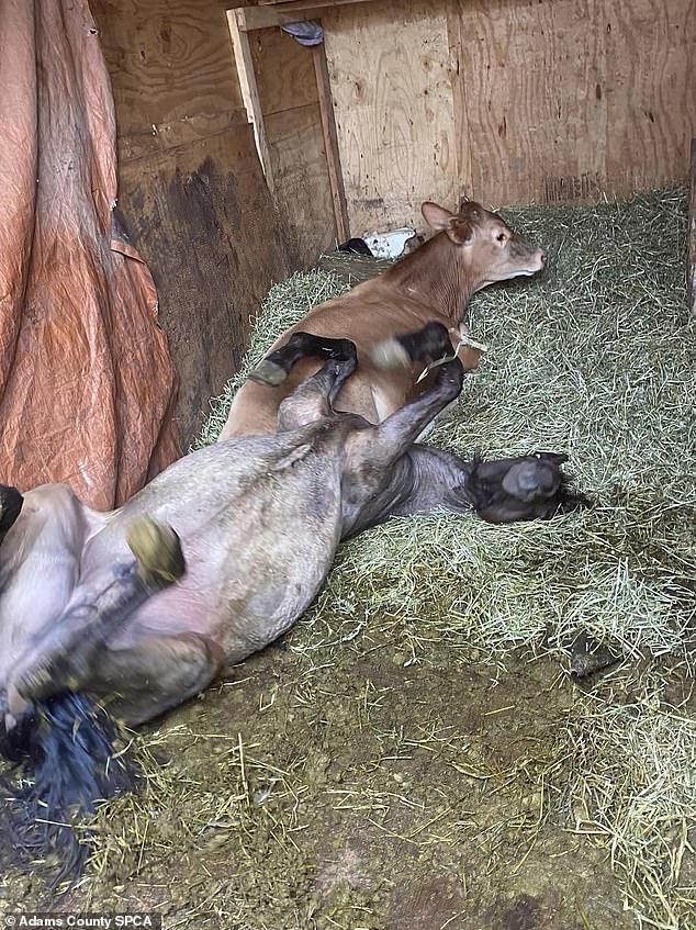 A bull and a pony were found in the trailer attached to the back of the bus - which officials said was 