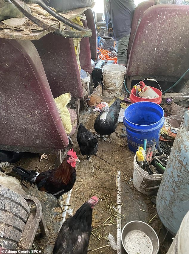 The SPCA said the chickens were used to feed the dogs on the school bus