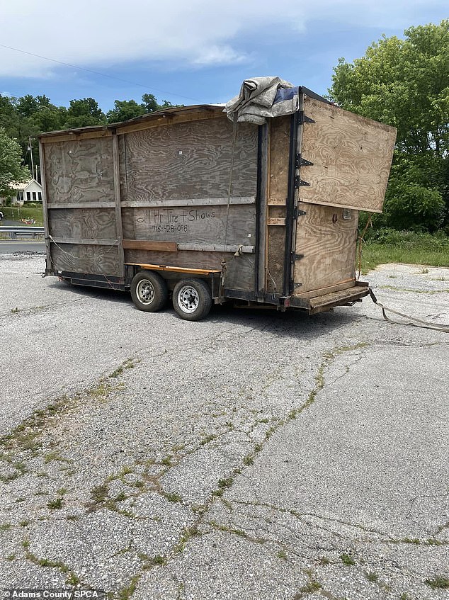 Pictured: The makeshift trailer attached to the school bus where the bull and pony were found