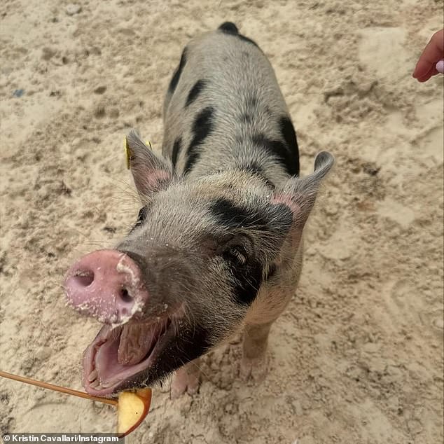 During the family vacation, Kristin and her loved ones played with pigs on a beach