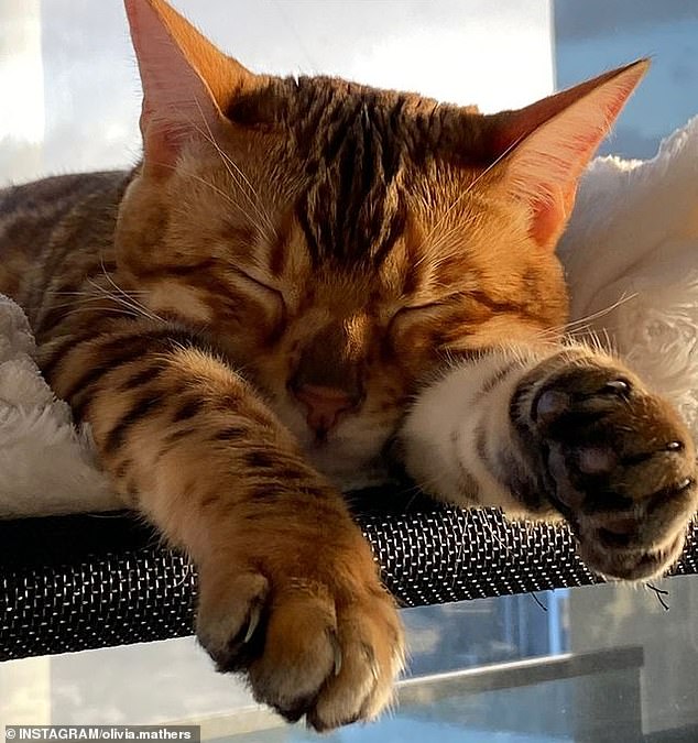 Olivia shared several photos on Instagram of the four-year-old Bengal cat she has owned since leaving home