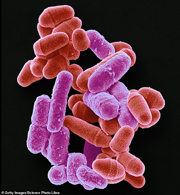 A healthy community of gut bacteria can help strengthen your immune system's defenses