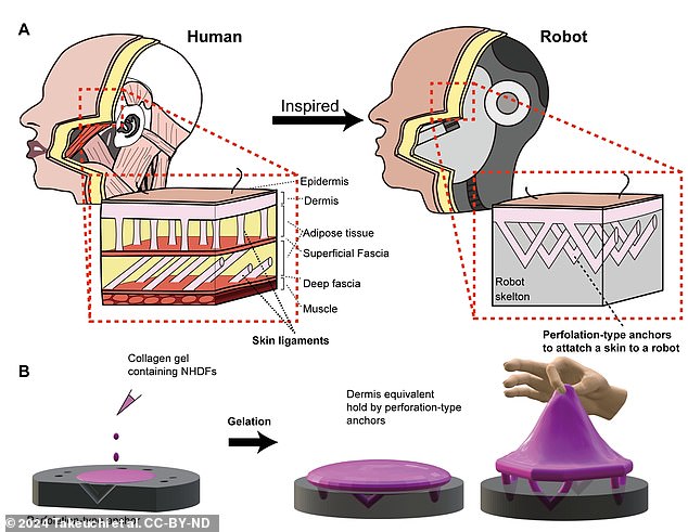 The artificial skin tissue and the way it adheres to the underlying complex structure of the robot's features are inspired by skin ligaments in human tissues