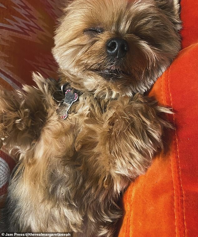 Margaret, 57, uploaded a carousel of photos of her Yorkshire Terrier before adding a lengthy caption that began: 'Our living angel baby Bella has crossed the rainbow bridge'