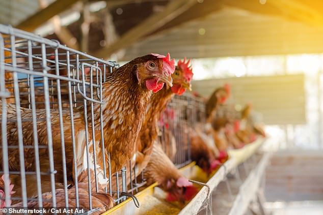 A case of bird flu has been confirmed on an ACT poultry farm (stock image)