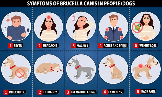 Brucella canis can infect both humans and dogs, but causes different symptoms