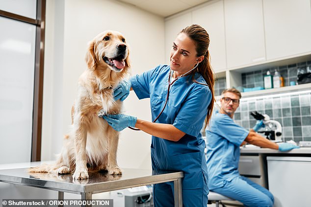 Many pet owners are unaware of how costs can quickly add up, especially due to the pricing structure of corporate-owned veterinary practices.