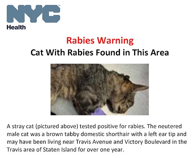 A stray cat with rabies attacked people on Staten Island, New York last month