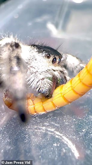 Hayden spiders can live up to three years and have about 10 to 11 molts in their lifetime