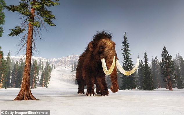 Scientists now believe that mammoths were killed off by a random event – ​​such as bird flu or a storm – and not by inbreeding, as previously thought
