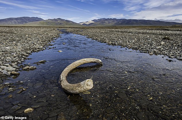 The tusk of an extinct woolly mammoth.  It is about 4,000 years old and was found on Wrangel Island