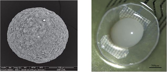 The organoids are trained with doses of dopamine.  If they perform well, they receive a stream of the chemical as a reward