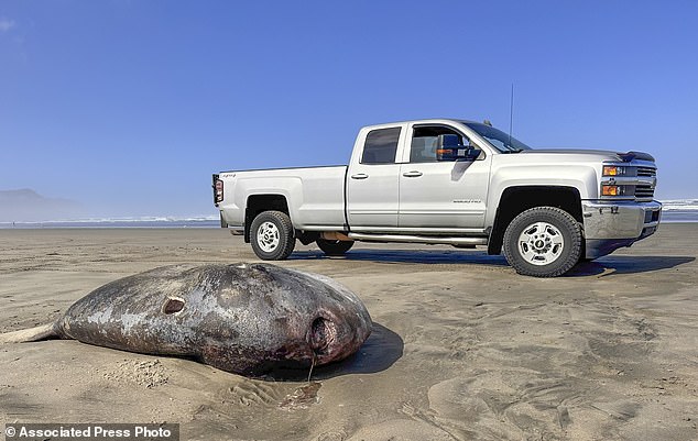 A 7-foot-long specimen of a giant 'hoodwinker sunfish,' which can grow more than two tons, has washed up along a coastal town in Oregon - far north of the warm waters it usually calls home