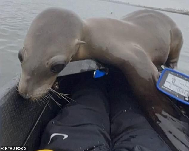 The rowers named the animal 'Bru.'  John Warner, CEO of the Marine Mammal Care Center, said the crew saved the sea lion's life by keeping him in the boat