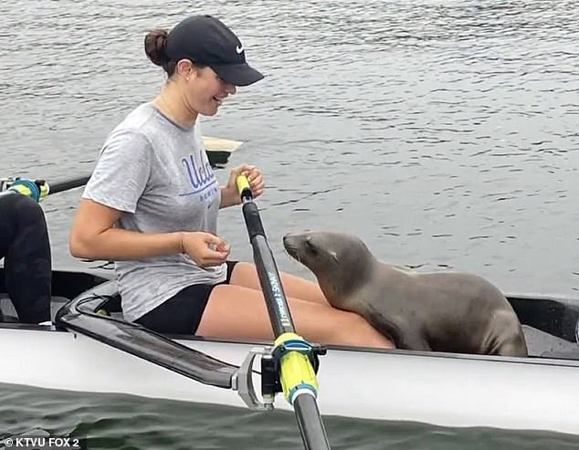 Logan Hibbard, a sophomore at UCLA, was practicing her rowing early in the morning at the Marina del Ray when the sea lion jumped out of the water and into her boat