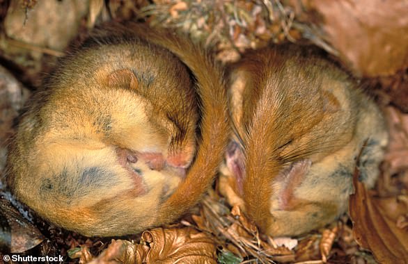 Two cute hazel dormice in hibernation.  After accumulating their fat reserves in the fall, hazel dormice go into hibernation in the winter.  As the weather cools, they move from the trees to ground level, creating a tightly woven nest about the size of a tennis ball.  They will curl up in this ball with their tail wrapped around their face and body to keep warm