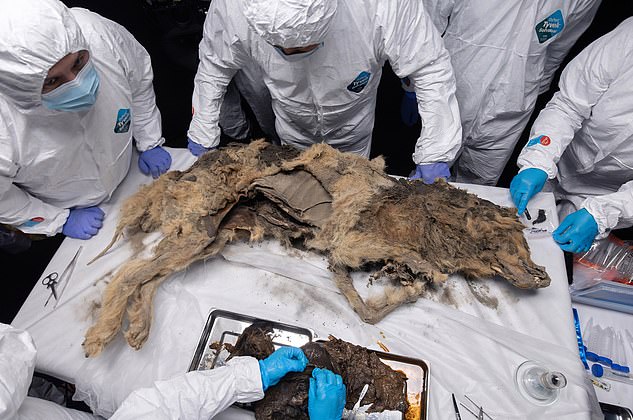 An autopsy has been performed on an ancient wolf preserved by permafrost – the 'permanently' frozen earth in cold regions