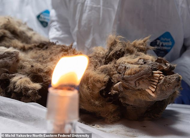 An astonishingly well-preserved ancient wolf with its fearsome teeth intact has been discovered in Siberian permafrost after 44,000 years