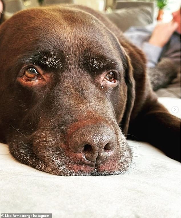 The makeup artist shared the pet Labrador she shared with ex Ant McPartlin and has vowed to fight for full custody of the dog